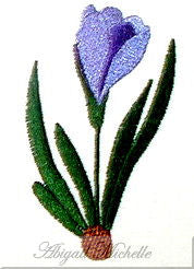 Crocus Flower